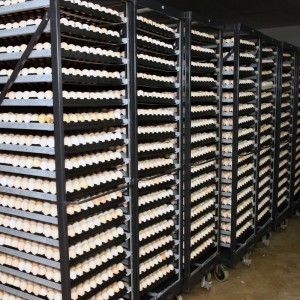 incubatie 3